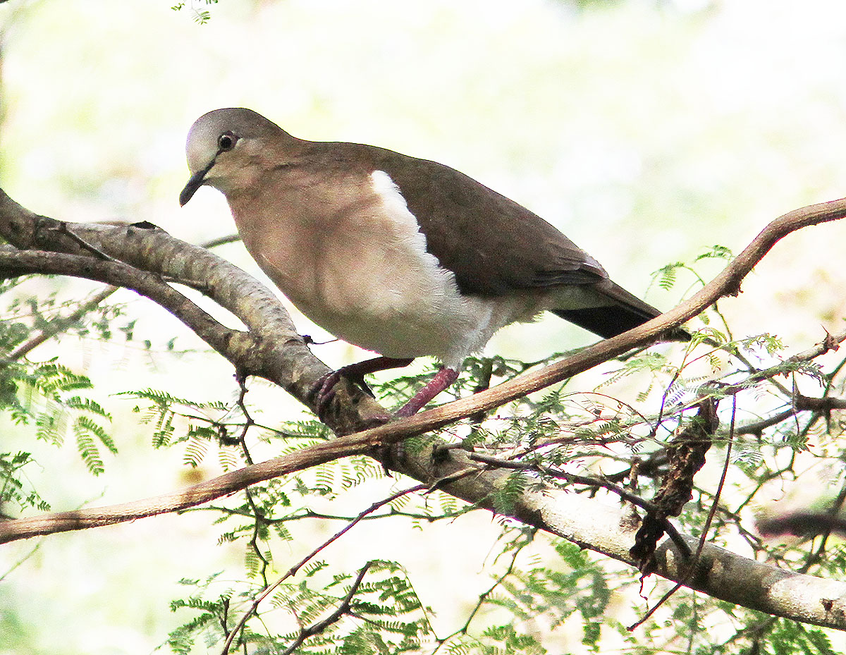 National Bird - Grenada Dove
